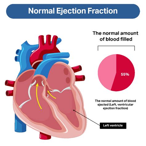 low heart rate and ejection fraction.